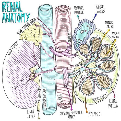 Renal Anatomy, Renal Nursing, Anatomy Notebook, Kidney Anatomy, Nurse Study, Anatomy Illustration, Nursing Goals, Digital Content Creator, Nursing School Essential