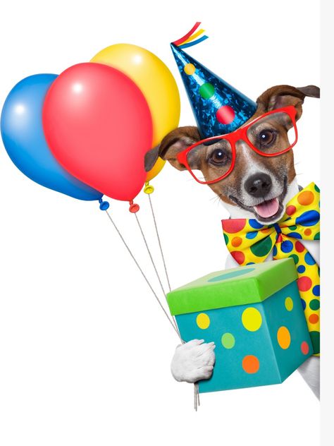 Lekker Verjaar, Chien Jack Russel, Birthday Verses For Cards, Happy Birthday Drawings, Happy Birthday Dog, Happy Birthday Art, Happy Birthday Meme, Happy Birthday Video, Happy Birthday Pictures