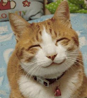 I am happy, you? Smiling Animals, Gatto Carino, Smiling Cat, Söt Katt, Cute Critters, Cat Person, Here Kitty Kitty, Happy Animals, Happy Cat