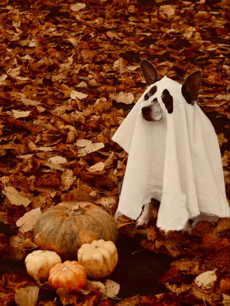 A chihuahua, with a ghost costume, in fall sitting by pumpkins Dog Sheet Ghost Photoshoot, Ghost Photoshoot With Dog, Dog Ghost Photoshoot, Dog Halloween Photoshoot, Ghost Photoshoot Ideas, French Bulldog Halloween Costumes, Dog Ghost Costume, Ghost Photoshoot, Pets Photography