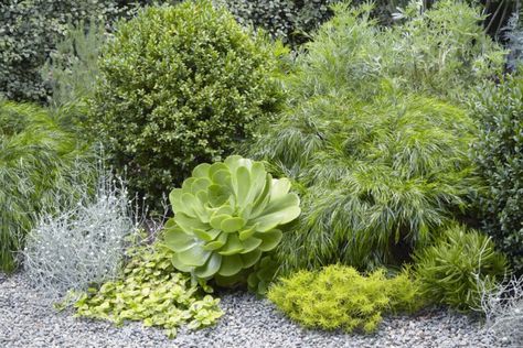 Flora Grubb's garden -acacia cognata 'cousin itt' Acacia Cognata, Low Water Plants, Small City Garden, Succulent Landscape Design, Low Water Gardening, Flora Grubb, Drought Tolerant Garden, Succulent Landscaping, California Garden