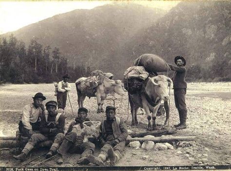 Yukon River, Klondike Gold Rush, Yukon Territory, Group Of Five, Yukon Gold, Digital Museum, Up North, Gold Rush, Old West