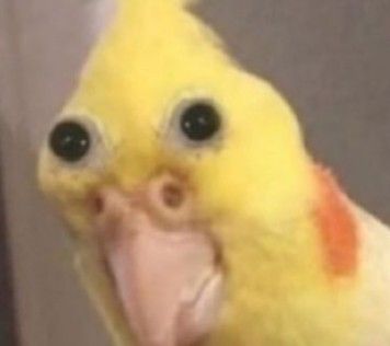 Eh.. idk- Big Bird Funny, Cursed Big Bird, Cursed Bird Images, Cursed Bird Memes, Bird Reaction Pic, Bird Pfp, Birds Funny, Black Color Hairstyles, Spicy Memes