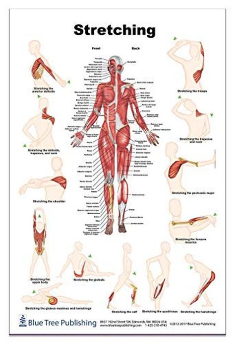 One full-color, this poster illustrates types of stretching One full-color, this poster illustrates types of stretching Front and back views of the human muscles Shows 12 different muscle stretches Call-out illustrations and terms provide greater detail of specific parts Can use Dry Erase Use for class or clinic Bright easy to read two sided views Human Muscles, Human Muscle Anatomy, Medical Binder, Muscle Stretches, Basic Anatomy And Physiology, Human Body Anatomy, Spine Health, Medical Facts, Muscle Anatomy