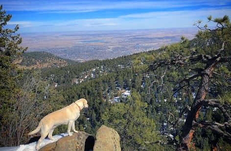 7 Colorado Dog-Friendly Hikes to Woof Home About | Sidewalk Dog Hiking Dogs, Forest Trail, Colorado Wedding Venues, Stone Path, Skyline View, Mountain Trails, Dog Parents, Green Mountain, Canine Companions