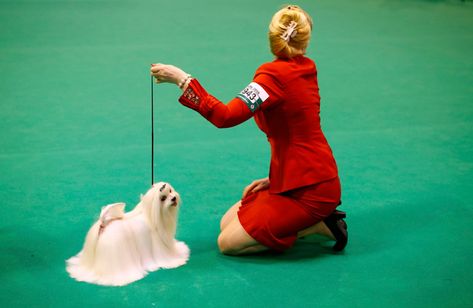 Crufts Dog Show 2022, Best In Show Dog, Worlds Largest Dog, Uk Pictures, Largest Dog, 13 March, Best In Show, Birmingham England, Maltese Dogs