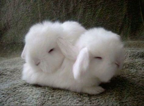 Snow Bunnies, Baby Bunnies, Fallen Angel, Divine Feminine, Baby Animals, Cute Pictures, Cute Animals, Animals