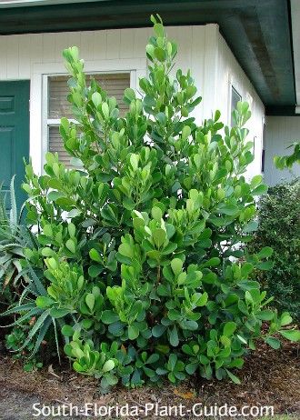 Guttifera shrub Clusia Rosea, Landscaping Entrance, Florida Native Plants, Florida Landscape, Florida Garden, Florida Landscaping, Florida Plants, Goth Garden, Florida Gardening