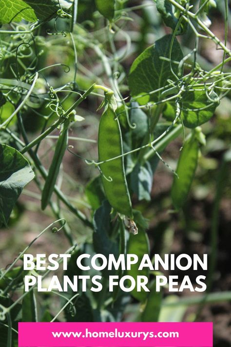 What Plants Grow Well Together, Plant Companions, Beans And Lentils, Best Companion Plants, Garden Peas, Catnip Plant, Thyme Plant, Types Of Onions, Growing Peas