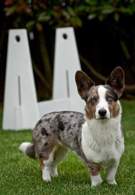 Blue Merle Cardigan Welsh Corgi Corgi Planter, Blue Merle Corgi, Merle Corgi, Dog Biting Training, Corgi Breeds, Fluffy Corgi, Cardigan Corgi, Puppy School, Pembroke Welsh Corgi Puppies