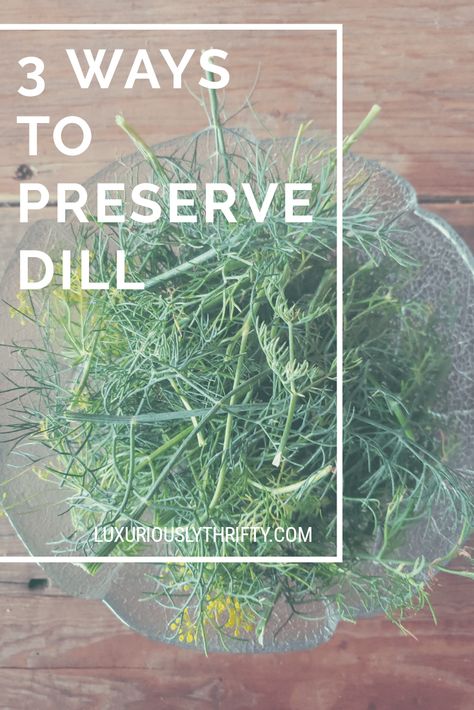 3 ways to preserve dill Preserve Dill, Freezing Fresh Herbs, Preserve Fresh Herbs, Drying Fresh Herbs, Fresh Herb Recipes, Quotes Wellness, Dill Recipes, Freezing Herbs, Preserving Herbs