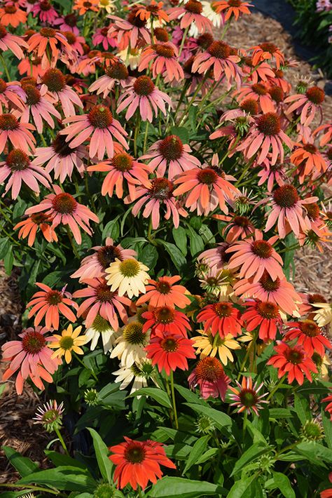 Coneflower Cheyenne Spirit, Cheyenne Spirit Coneflower, Echinacea Cheyenne Spirit, Utah Native Flowers, Garden Border Edging, Low Water Gardening, Alpine Garden, Memorial Garden, Herbaceous Perennials