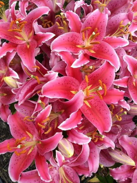 Lilies Lilys Wallpapers, Lillys Flowers Aesthetic, Pink Lilies, Lilys Aesthetic Flower, Flowers Aesthetic Lilies, Pink Lillies Aesthetic, Lily Wallpaper, Boquette Flowers, Nothing But Flowers