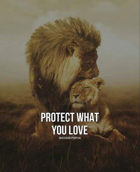 Lioness Quotes, Leo Relationship, R Love, Lion Couple, Perfect Quotes, Relationship Killers, Regnul Animal, Lion Quotes, Lion Family