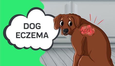 Dog Eczema — Innovet Pet Products I Best Hemp Products for Pets Dog Itchy Skin Remedy, Itchy Skin Remedy, Itchy Dog Skin, Dog Grooming Diy, Dog Hot Spots, Itchy Dog, Hemp Products, Skin Allergy, Dog Remedies