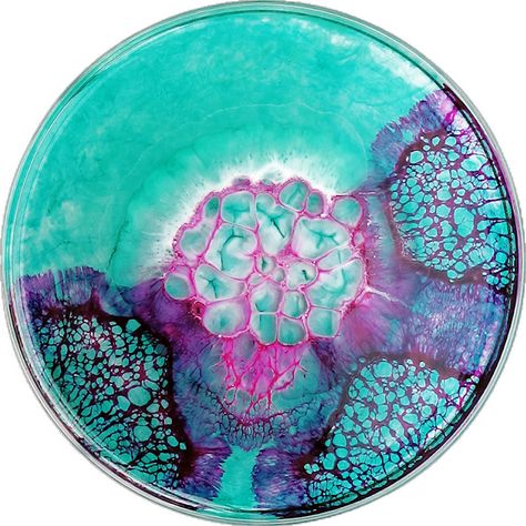 Petri Dish Art, Klari Reis, Cells Project, Dish Art, Growth And Decay, Petri Dishes, Biology Art, Bio Art, Petri Dish