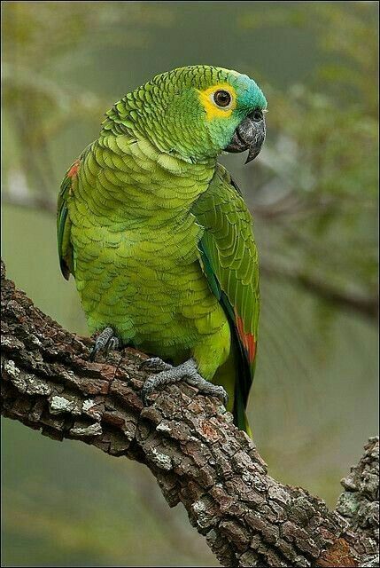 Parrot Photo, Best Pet Birds, Green Parrot, Parrot Pet, Bird Barn, Amazon Parrot, Flamingo Bird, Colorful Parrots, Exotic Birds