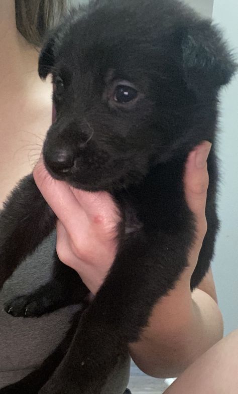 German Shepard and black lab mix Black German Shepherd Puppies, German Shepherd Breeds, Toy Dog Breeds, Black German Shepherd, Baby Animals Pictures, Puppy Breeds, Shepherd Puppies, French Bulldog Puppies, Pet Puppy