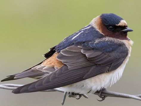 Cliff Swallow Petrochelidon pyrrhonota Swallows, All Birds, Pretty Birds, Bird Photo, Song Bird, In Flight, Bird Species, Stick It Out, Top Photo