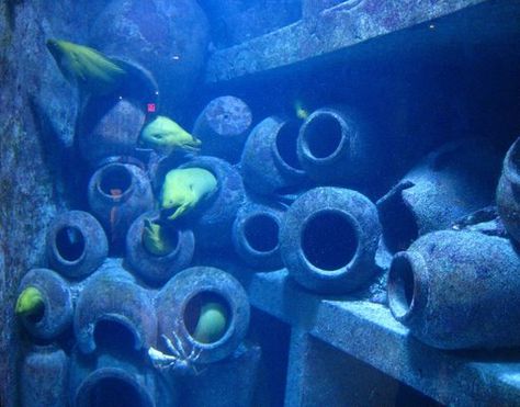 Weird green moray eels in Atlantis aquarium Atlantis Aquarium, Moray Eel, Honeymoon Planning, Sea Monsters, Wild Things, Underwater World, Home Photo, Atlantis, Sea Life