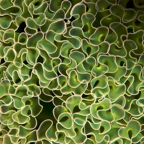 Macro of Green Sea Slug Gills // photo by Stan Bysshe Nature Patterns Design, Patterns Found In Nature, Nature Inspired Patterns, Natural Patterns In Nature, Organic Shapes In Nature, Patterns Nature, Asymmetrical Pattern, Nature Patterns, Microscopic Photography