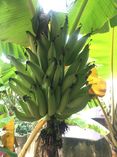 Plantain plant tubers on tree Plantain Tree, Plantain Plant, Future Garden, Idea Board, Tattoo Idea, Yard Landscaping, Curb Appeal, Palm Trees, Front Yard