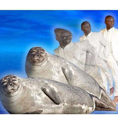 Seal evolution Otaku Funny, Arabic Memes, Picture Jokes, Reaction Face, Arabic Funny, Funny Emoji, Funny Cartoon Quotes, Funny Reaction, Cute Love Images