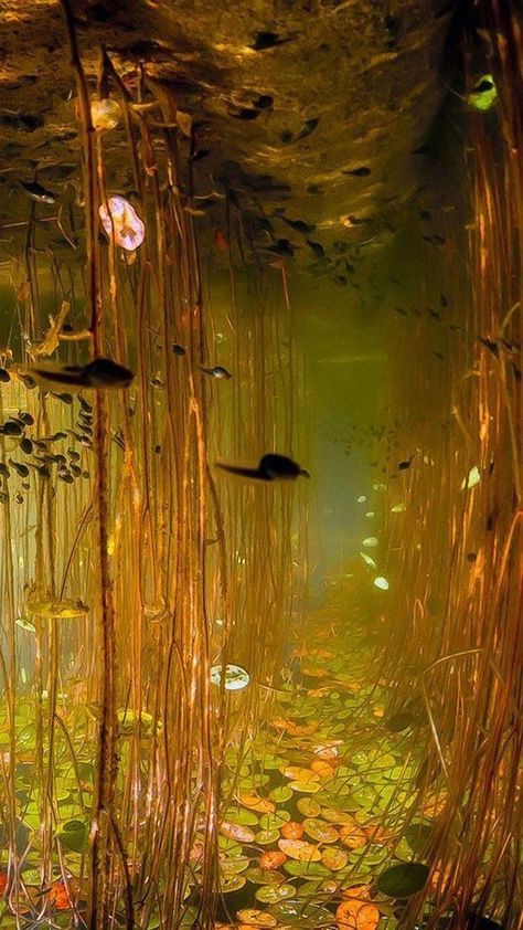 Wallpaper Deep, Photographie Inspo, Royal Life, Ethereal Art, Nature Aesthetic, Rare Photos, Water Lilies, Underworld, Surreal Art