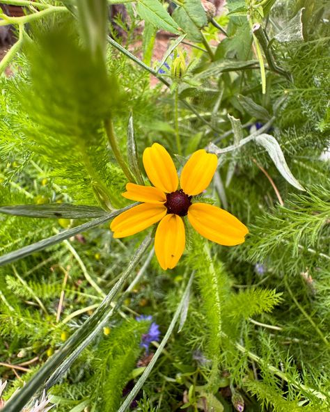 #blackeyedsusan 🌼 10 interesting facts about black-eyed Susan flowers: 1. **Scientific Name**: The black-eyed Susan's scientific name is *Rudbeckia hirta*. 2. **Appearance**: These flowers typically have bright yellow or orange petals and a dark brown or black center, giving them their name. 3. **Habitat**: Black-eyed Susans are native to North America and thrive in fields, prairies, and along roadsides. 4. **Bloom Time**: They usually bloom from June to September, providing vibrant color t... Brown Eyed Susan Painting, Black Eye Susan Flowers, Painting Black Eyed Susans, Black Eyed Susan Photography, Black Eyed Susan Flower, 10 Interesting Facts, Bright Yellow, Black Eyed Susan, North America