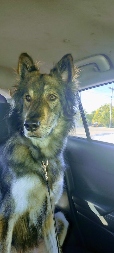 Great Dane German Shepherd Mix Dogs, German Shepard Husky Mix, Husky Wolf Mix, Dog Therian, Chow Chow Mix, German Shepherd Husky, Great Dane Mix, Wolf Husky, Shepherd Mix Dog