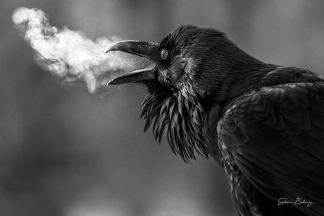 "Cold Call" A Raven calls into the chilly morning air at Tower Junction, Yellowstone National Park. It was a balmy 8 degrees or so that morning. Photo: James Bokovoy Crow Pictures, Raven Artwork, Twilight Wolf, Caw Caw, Fox Artwork, Cats Art Drawing, Morning Photo, Chilly Morning, Animal Reference