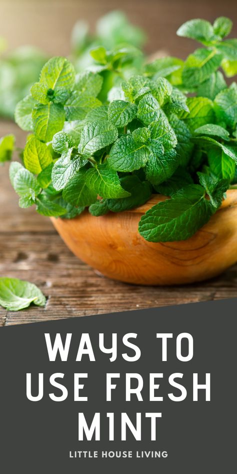 Ways To Use Mint Leaves, What To Do With Mint Leaves, Uses For Mint Leaves, Mint Benefits Health, Mint Uses, Mint Recipes Fresh, Mint Ideas, Grow Mint, Herbal Oils