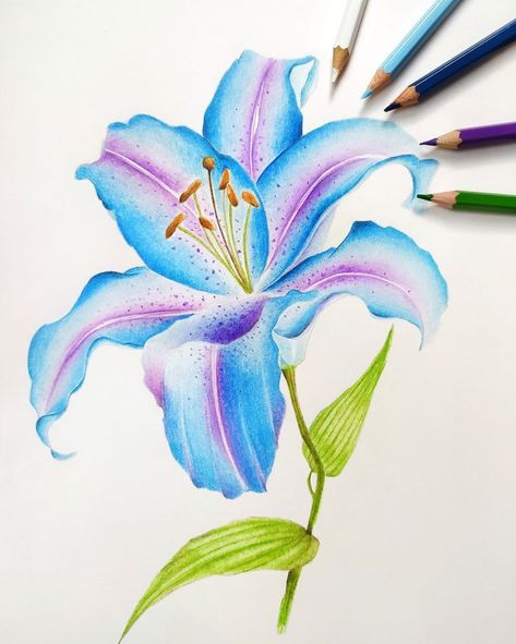 Lily Flower Drawing Color Pencil, Pencil Colour Painting Ideas, Flower Coloured Pencil Drawing, Colored Flower Drawing, Pencil Crayon Flowers, Colouring Flowers With Pencils, Pencil Colour Flowers, Colored Pencil Drawing Flowers, Flower Drawing With Color Pencil