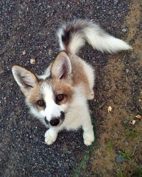 Canadian Marble Fox Fox Breeds, Fox Pictures, Foxes Photography, Pet Fox, Pretty Animals, Silly Animals, Fluffy Animals, Cute Wild Animals, Cute Animal Photos