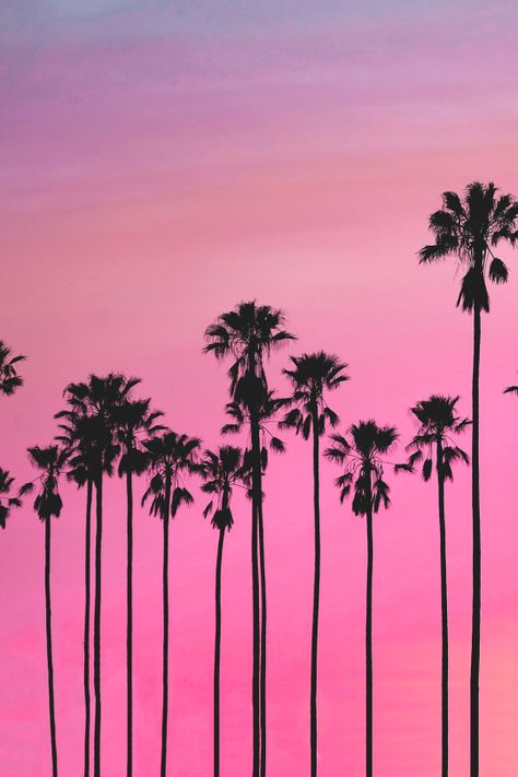 Snapchat: Samii1010 Tree Sunset Wallpaper, Palm Tree Iphone Wallpaper, Palm Trees Wallpaper, Palm Trees Painting, Palm Tree Sunset, New Retro Wave, Retro Waves, Tree Wallpaper, Pink Sunset