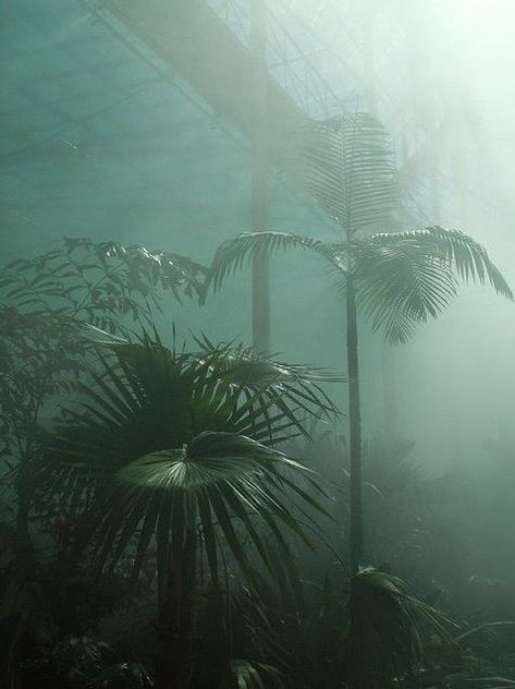 alexxniehaus1 The Mist, The Fog, Jolie Photo, Green Aesthetic, Plant Life, Botany, Botanical Gardens, Mother Nature, Palm Trees