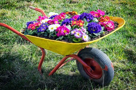 This colorful old fashioned model stands freshly repainted in red and yellow, playing host to rows of multicolored primroses. Wheelbarrow Planter Ideas, Wheelbarrow Decor, Wheelbarrow Planter, Cheap Landscaping Ideas, Wheelbarrow Garden, Wheel Barrow, Repurposing Ideas, Fall Planters, Flower Cart