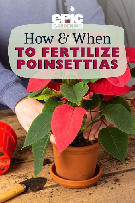 Red Poinsettia being potted and fed fresh fertilized soil in a ceramic pot Poinsettia Care, Houseplants Low Light, Poinsettia Plant, Houseplant Care, Winter Gardening, Plant Care Houseplant, Potted Houseplants, Thriving Garden, Flower Pots Outdoor