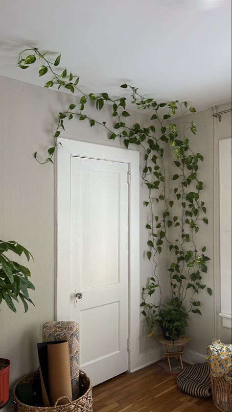 Pathos On Wall, Pothos Bedroom Decor, Hanging Pathos On Wall, Pothos Plant Wall Decor, Green Wall Living Room Plants, Pothos Wall Decor, Viney Indoor Plants, White Room With Green Plants, Vines In Kitchen