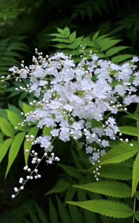 False Spirea, Very Beautiful Flowers, Moon Garden, Unusual Flowers, Beautiful Flowers Garden, Flower Therapy, White Gardens, Pretty Plants, Beautiful Flowers Pictures