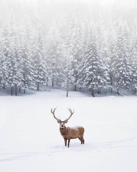 Parc Omega, Things To Do In Ottawa, Winters Tafereel, Canadian Animals, Winter Bucket List, Winter Szenen, Winter Nature, Winter Animals, Winter Magic