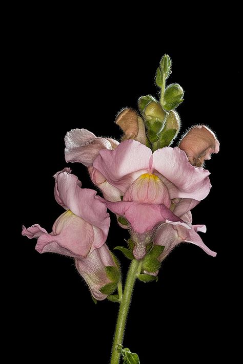 Floral Close Up 7 Snapdragon Flowers, Edinburgh Festival, Flower Close Up, Dark Backgrounds, Trees To Plant, A Month, Pretty Things, Edinburgh, Flower Garden