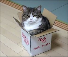 Maru-- I need to go on a diet... Funny Cat Compilation, Cat Box, Cat Behavior, Funny Cat Videos, Video Chat, Cat Gif, Cat Photo, Crazy Cats, Cat Love