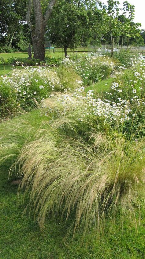 Charlotte Rowe, Grass Garden, Prairie Garden, Meadow Garden, Grasses Landscaping, Grasses Garden, Have Inspiration, White Gardens, Natural Garden