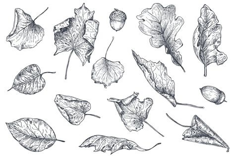 Vector autumn sketch collection , #SPONSORED, #vector#collection#hand#Glad #Ad Fall Leaves Sketch, Dried Flower Drawing, Leaves Drawing Sketches, Leave Drawing, Autumn Leaves Drawing, Black And White Objects, Sketch Leaves, Autumn Sketches, Leaf Black And White