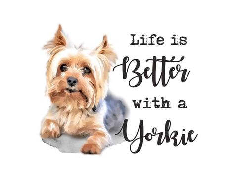 Inspiring Lyrics, Yorkshire Puppies, Yorkie Puppy For Sale, Puppy Mom, Yorkie Moms, Yorkie Terrier, Yorkie Lovers, Silky Terrier, Animal Print Outfits