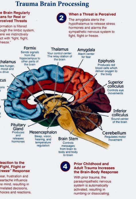 After trauma different functions of the human brain School Wellbeing, Neuro Anatomy, Brain Notes, Nervus Vagus, Mindfulness Books, Brain Facts, Body Connection, Limbic System, Brain Anatomy