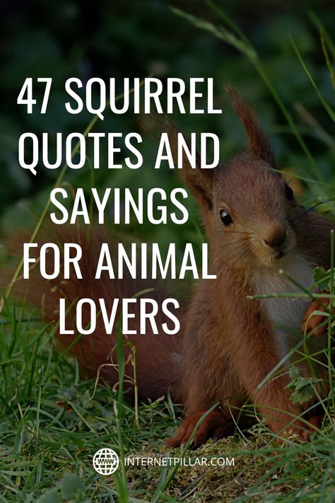 47 Squirrel Quotes and Sayings for Animal Lovers - #quotes #bestquotes #dailyquotes #sayings #captions #famousquotes #deepquotes #powerfulquotes #lifequotes #inspiration #motivation #internetpillar Feed The Birds Quotes, Squirrel Sayings Funny, Funny Squirrel Quotes, Squirrel Sayings, Chipmunk Pictures, Squirrel Quotes, Squirrel Puns, Nuts Quotes, Squirrel Quote