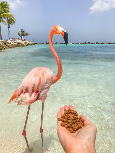 Flamingo Beach Aruba, Aruba Hotels, Visit Aruba, Aruba Resorts, Travel Photography Europe, Oranjestad, Beautiful Beach Pictures, Flamingo Beach, Casino Resort