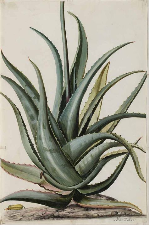 Common Aloe - Aloe vera - circa 1709 Aloe Vera Tattoo, Botanical Printables, Aloe Vera Plant, 140 Pounds, Scientific Illustration, Plant Illustration, Botanical Drawings, Arte Floral, Photo Images